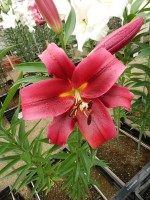 [4437 PO34 Farini No02.JPG]